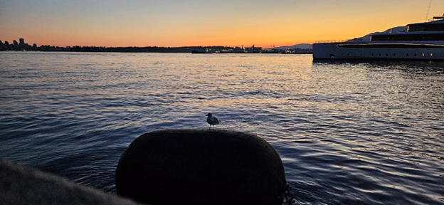 A bird on a rock in the water