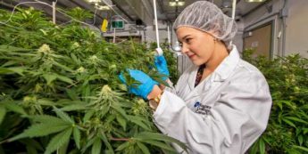 Female student in clean suit and hair net inspects a healthy cannabis plant within a grow room