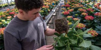 Student in the greenhouse looking at the soil of a plant.