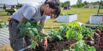 Female student in a community garden carefully plants a leafy pepper seedling in rich soil.