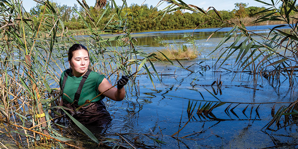 Image for Ecosystem Restoration 
