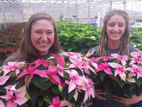 poinsettias.jpg