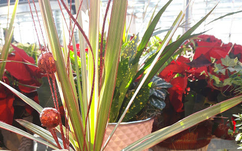 holiday-dish-gardens-1-e1513800255127.jpg