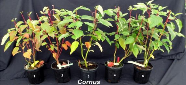 screenshot-cornus-fertilization-guide.png