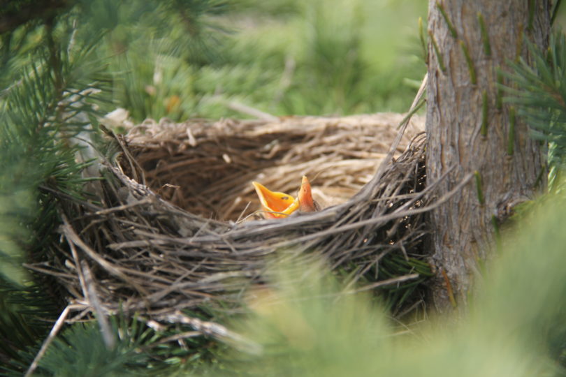 Baby-Robin-waiting-to-be-fed-scaled.jpg