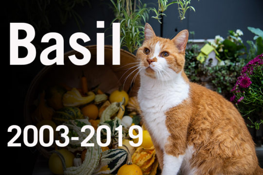 Basil-In-Memoriam.jpg
