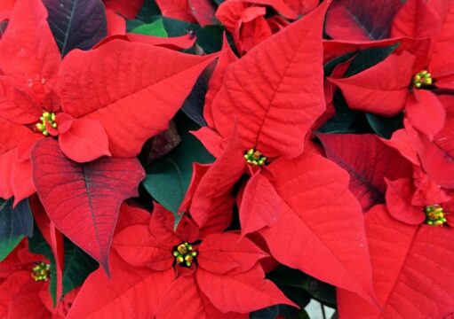 poinsettia-3880728_1920.jpg