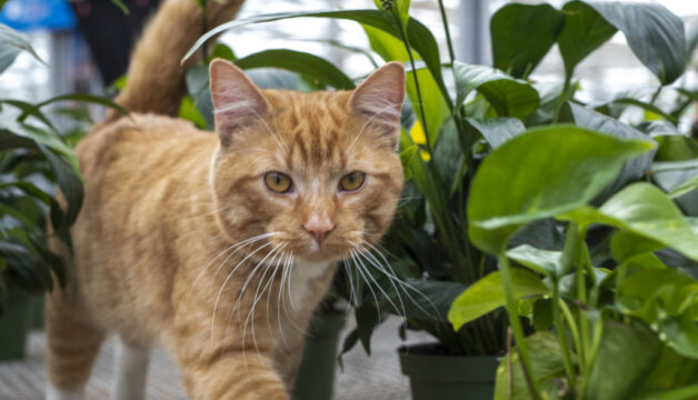 20200128_NC_Greenhouse_Cat_New-6570-e1580402194542.jpg