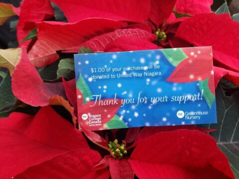 United-Way-poinsettia-sale.jpg