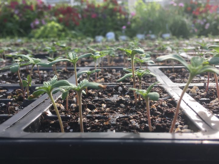 Industrial-Hemp-Seedlings-scaled.jpeg