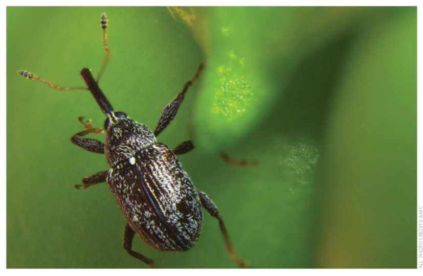Pepper-weevil-studies-bring-new-products-to-light-crop-1.png