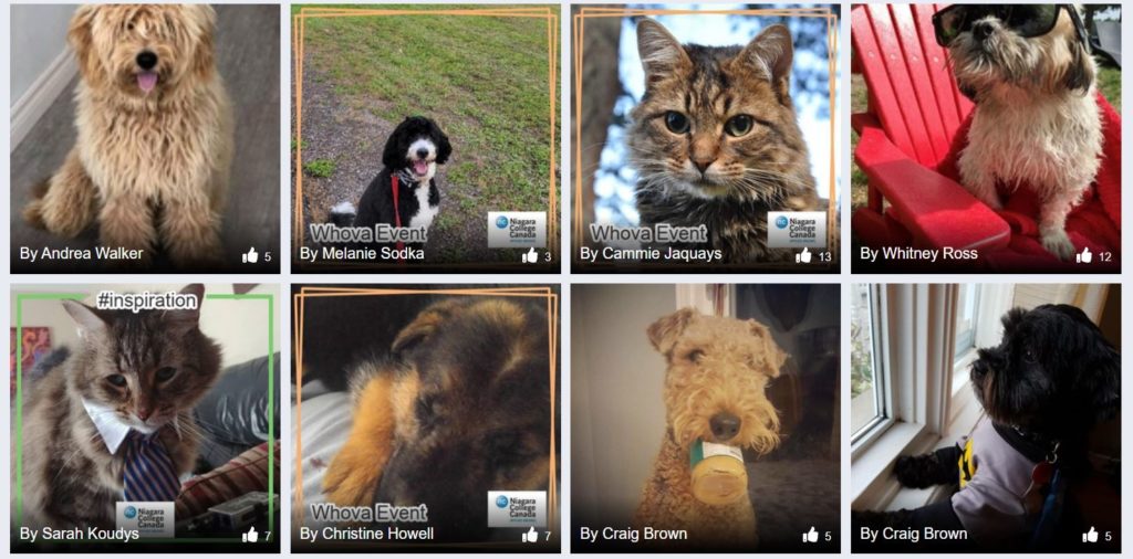 A photo grid of cats and dogs.