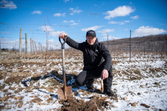 Gavin_Robertson-Vineyard-DJP-scaled.jpg