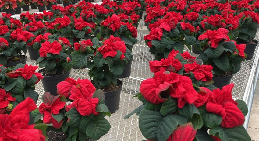 a display of red poinsettia plants