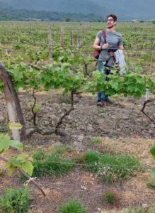 A man standing in between grape vineyards.