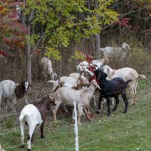 20241015_Goats_WC_NCC_7506
