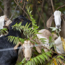 20241015_Goats_WC_NCC_7524