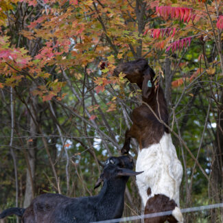 20241015_Goats_WC_NCC_7538