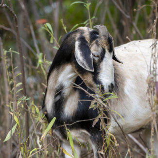 20241015_Goats_WC_NCC_7550