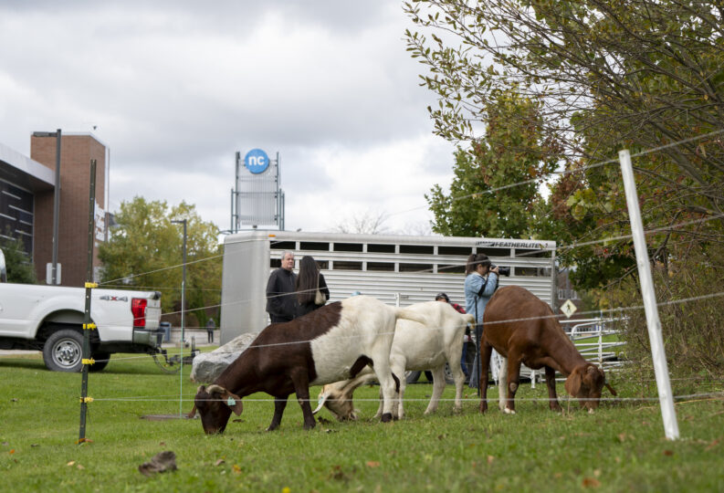 20241015_Goats_WC_NCC_7566-scaled.jpg