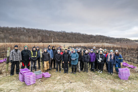 20250108_Icewine_Harvest_NCC_5880-scaled.jpg