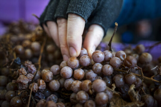 20250108_Icewine_Harvest_NCC_6410-scaled.jpg