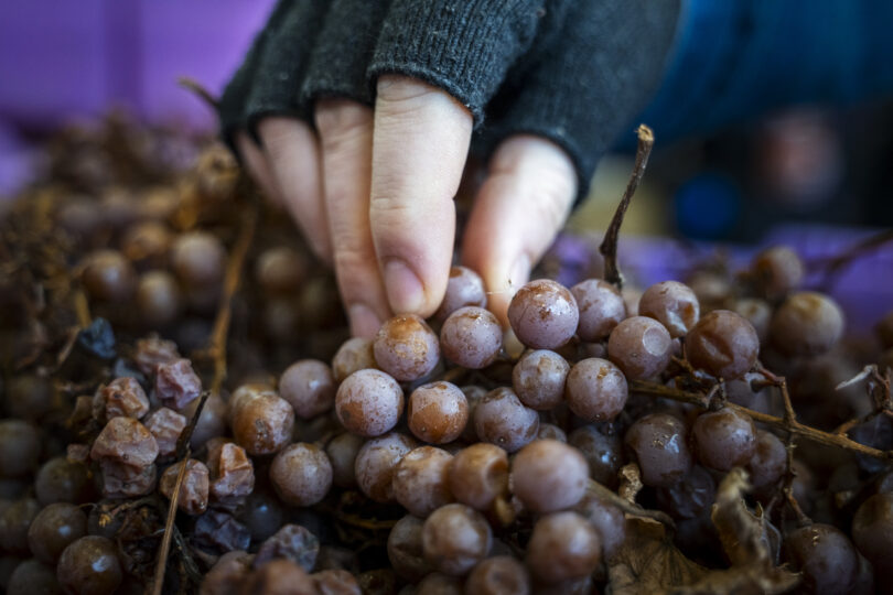 20250108_Icewine_Harvest_NCC_6410-scaled.jpg