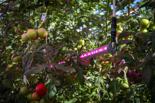 20250415_Greenhouse_Lights_NOTL_NCC_3334-scaled.jpg