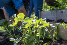 20250530_IE_Garden_NOTL_NCC_6510