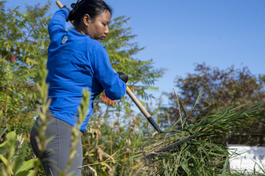 NC_Phragmites-scaled.jpg