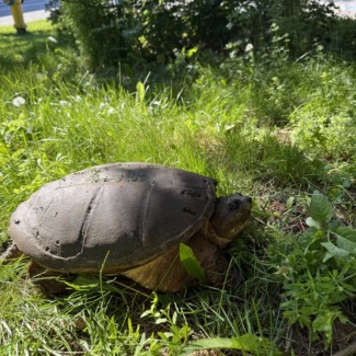 Turtle
