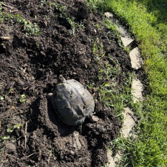 Turtle