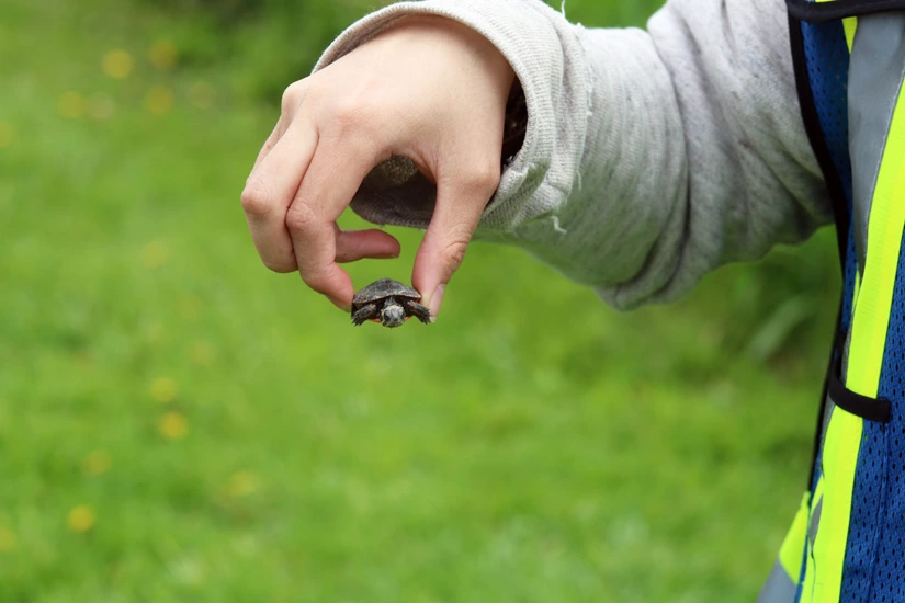 Imagine of a hand holding a turtle hatchling between thumb and pointer finger.