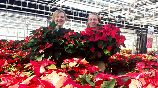 Poinsettias
