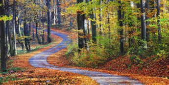 Winding path through forest surrounded by fallen Autumn leaves