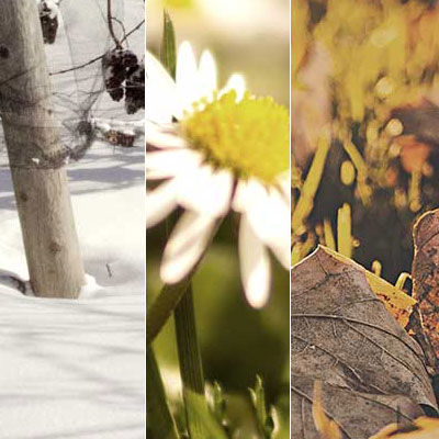 Image showing winter, fall and spring