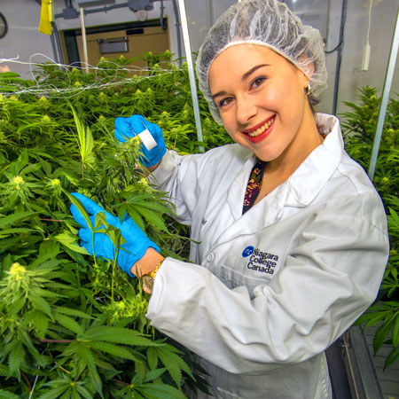 Woman wearing lab jacket, hair net and gloves tending to room of cannabis plants
