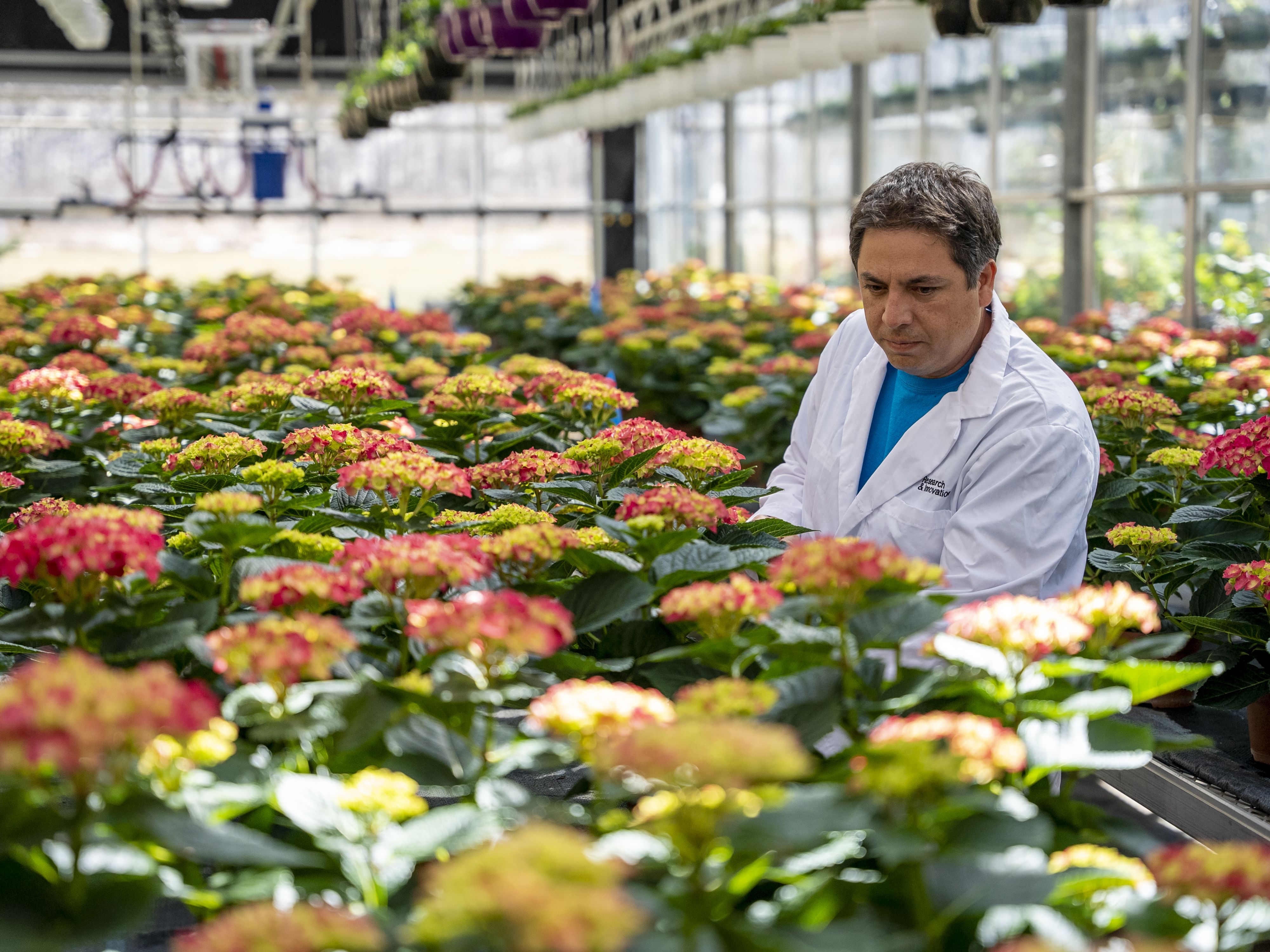 Male student wearing white lab coat looking at flowers in a greenhouse.