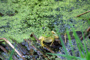 American bullfrog (Lithobates catesbeianus)