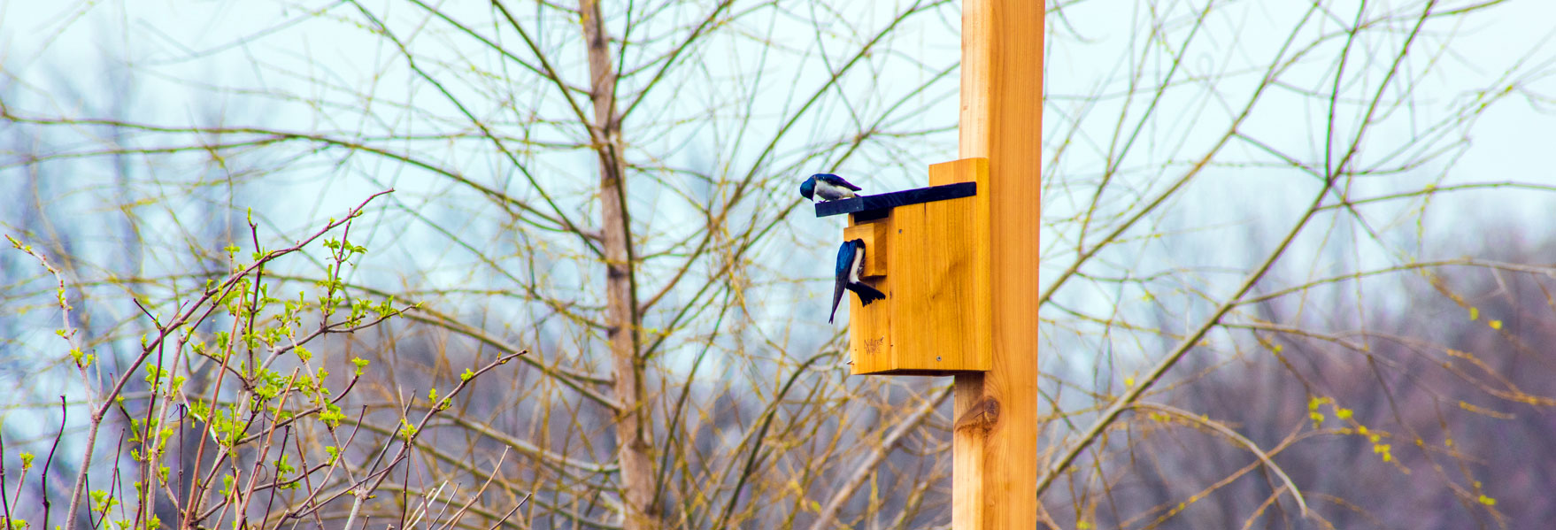 Two swallows on a nesting box