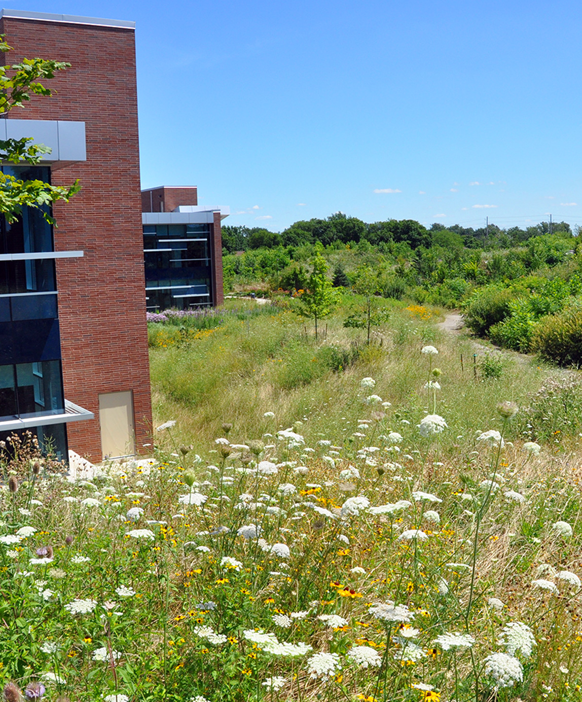 Wildflowers and grass