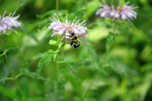 Bumblebee (Bombus)