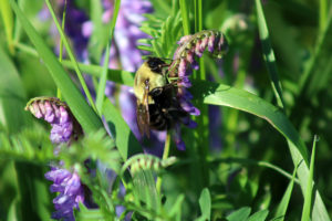Common Eastern Bumblebee (Bombus impatiens)