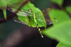 Eastern Pondhawk Dragonfly (Erythemis simplicicollis)