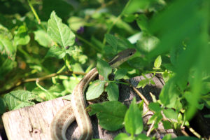 Garter Snake (Thamnophis sirtalis)