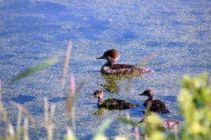 Hooded Merganser (Lophodytes cucullatus)