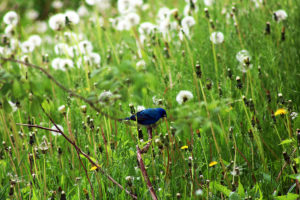 Indigo Bunting (Passerina cyanea)