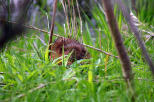 Muskrat (Ondatra zibethicus)