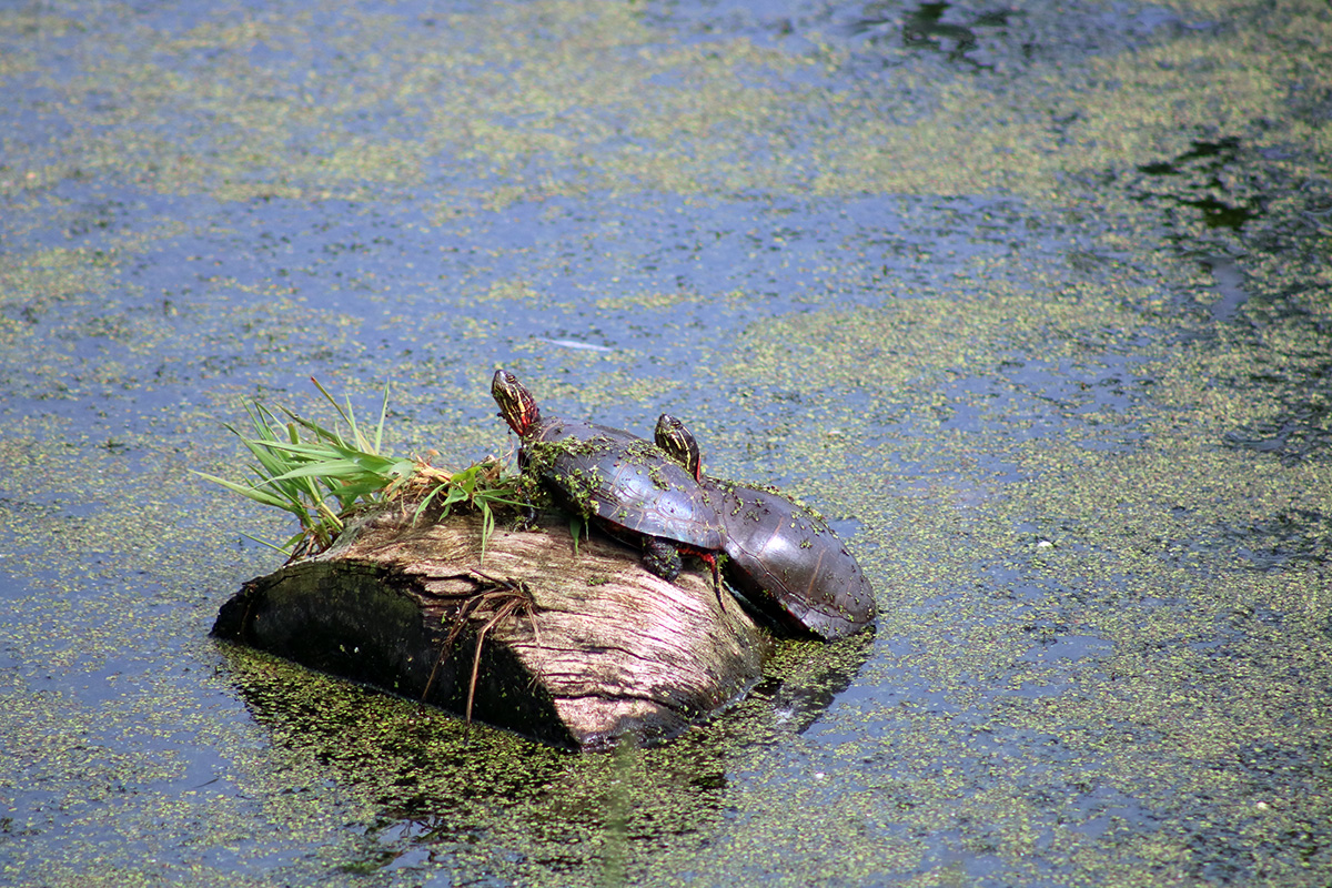 Painted Turtle (Chrysemys picta)