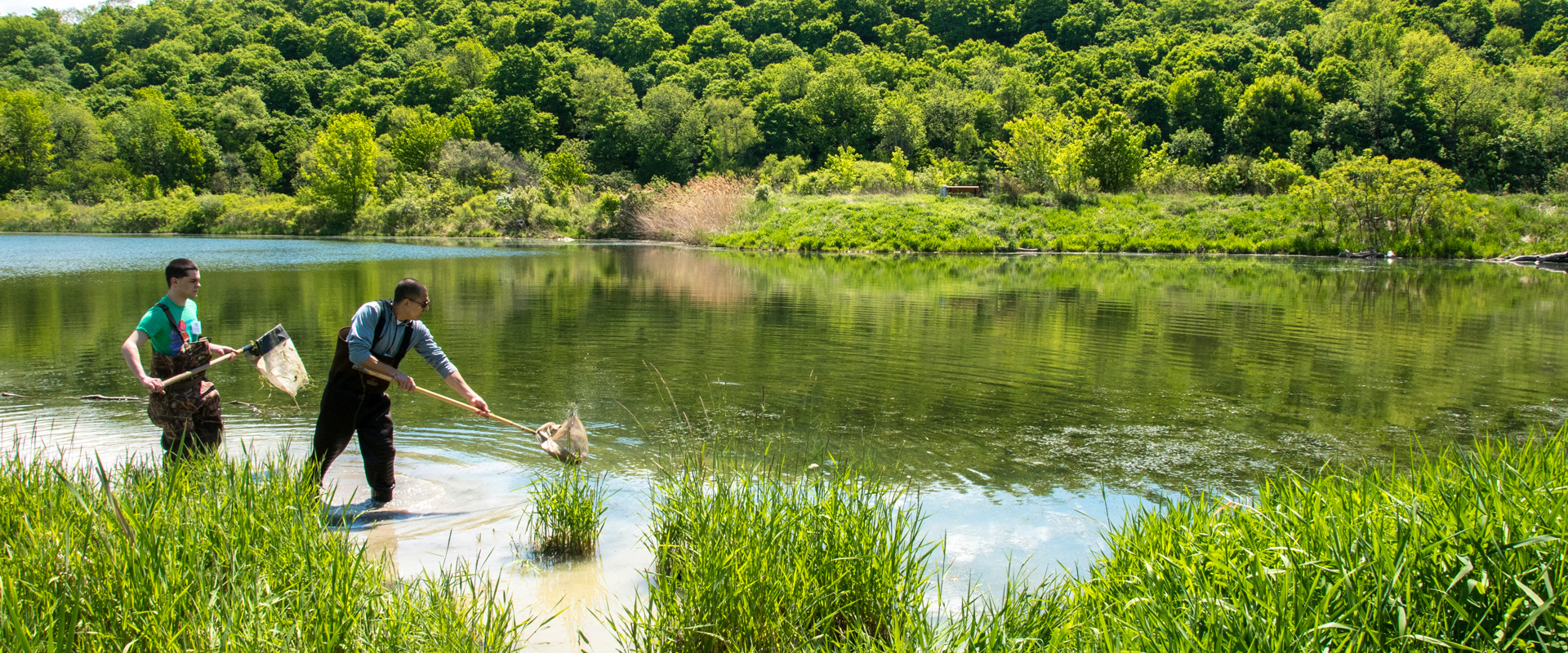 Two students wading through water with a net